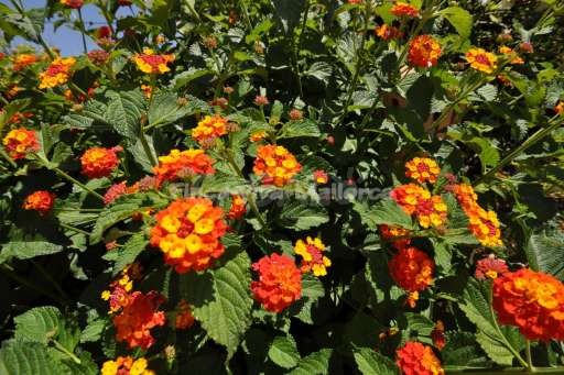 Ferienhaus von Marco