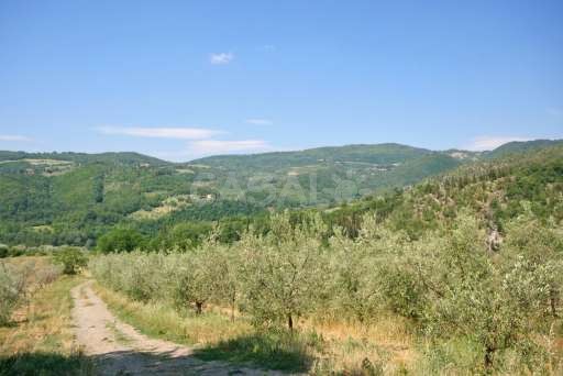 Fattoria i Ciliegi 3