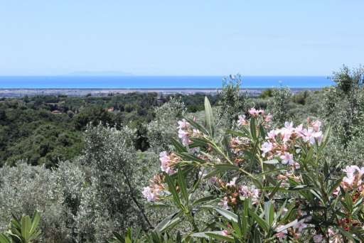 Guardistallo